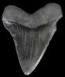 Fossil Megalodon Tooth - Georgia #65755-1